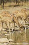 Spotted Deer