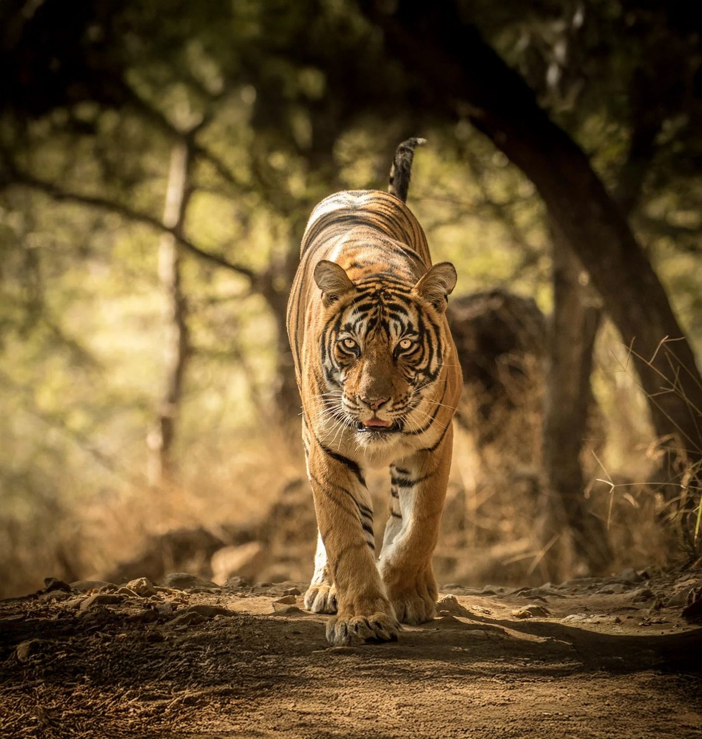 A tiger at Ranthambore National Park